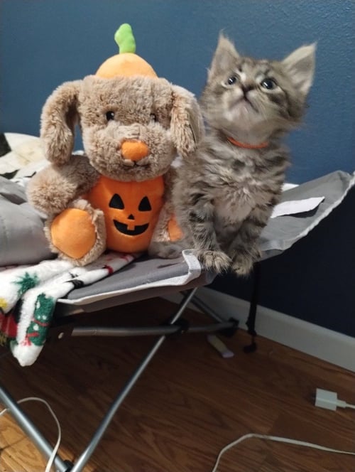 GIZMO (ORANGE) - Domestic Medium Hair available for adoption