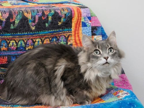 LILLY - Domestic Medium Hair available for adoption