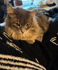 Lilly - Photo 4
