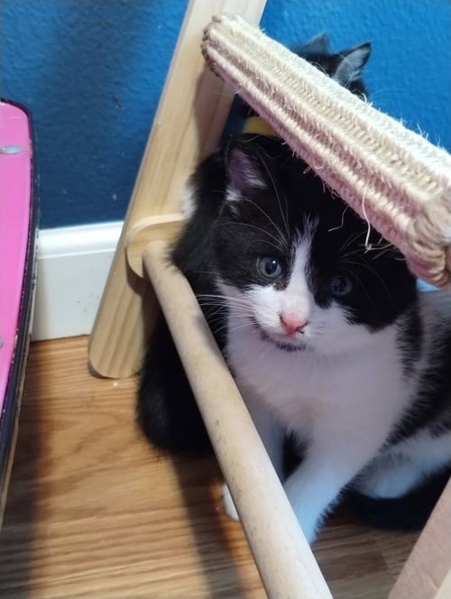 FIGARO - Domestic Short Hair for adoption in Vancouver