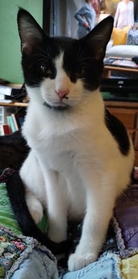 Figaro - Photo 1