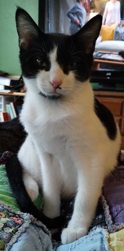 FIGARO - Domestic Short Hair for adoption in Vancouver