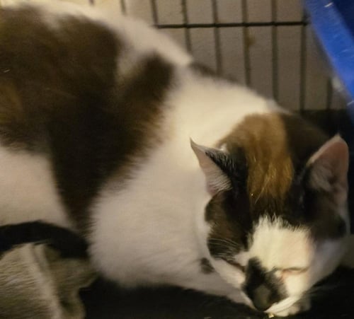 HARLEY - Domestic Short Hair / Siamese available for adoption