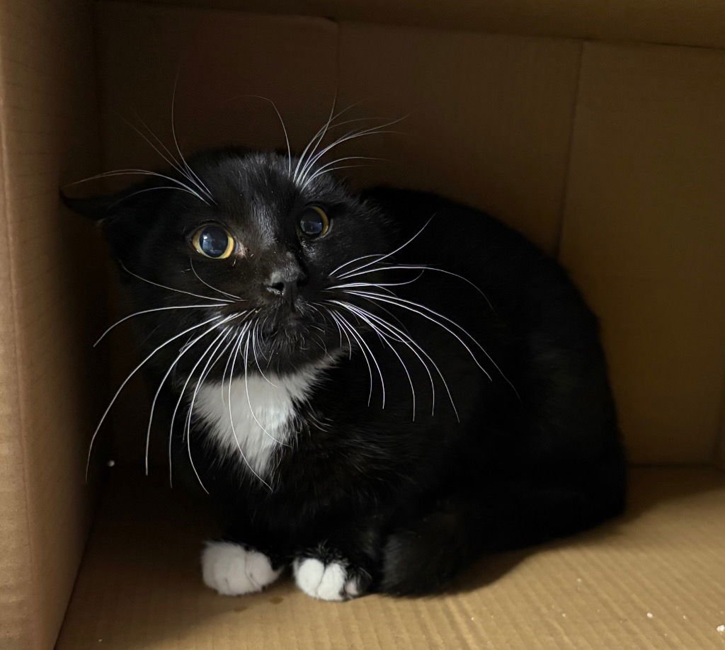 XENA - Domestic Short Hair for adoption in Vancouver