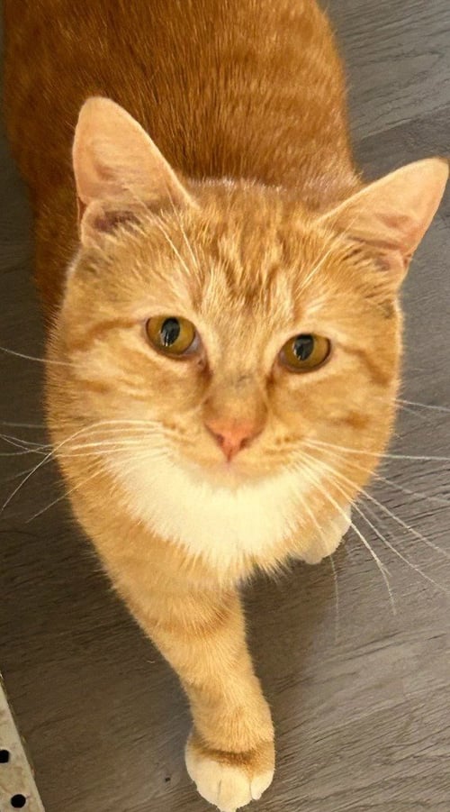 CALEB - Domestic Short Hair available for adoption