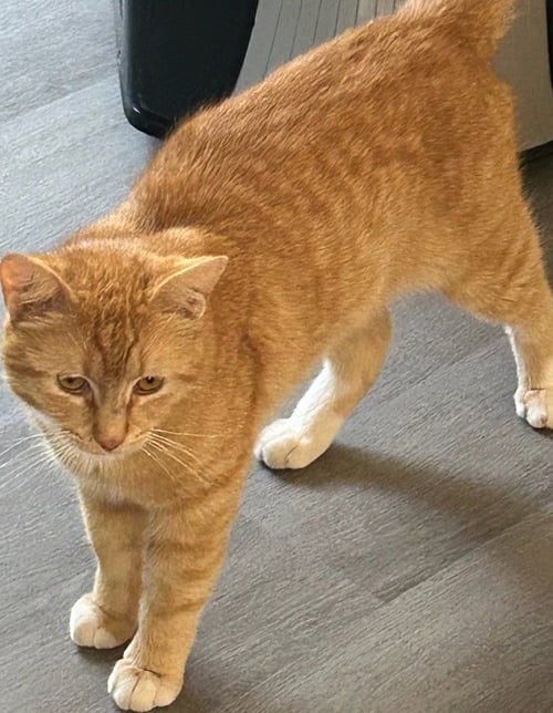 CALEB - Domestic Short Hair available for adoption