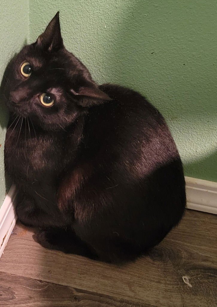 MIDNIGHT - Domestic Short Hair available for adoption