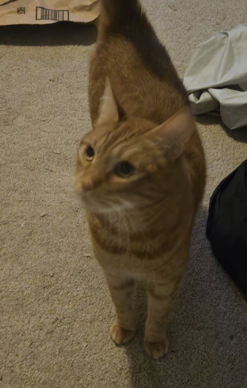 AB - LENNY - Domestic Short Hair available for adoption