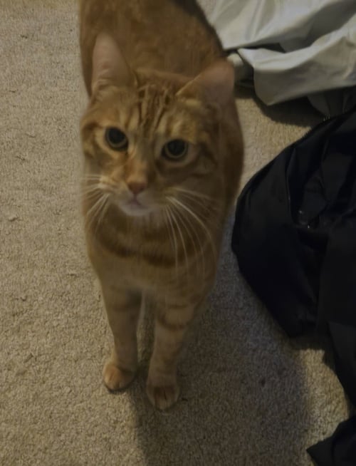 AB - LENNY - Domestic Short Hair available for adoption