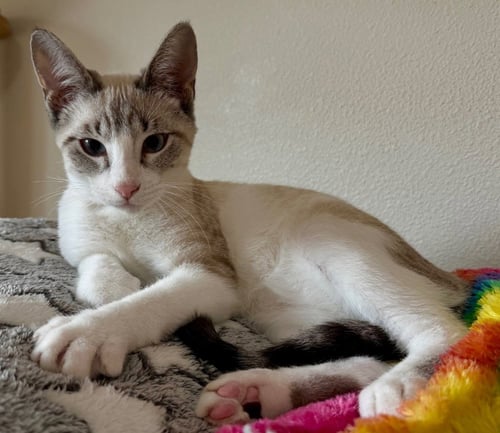 VPM-BUFFALO - Domestic Short Hair available for adoption
