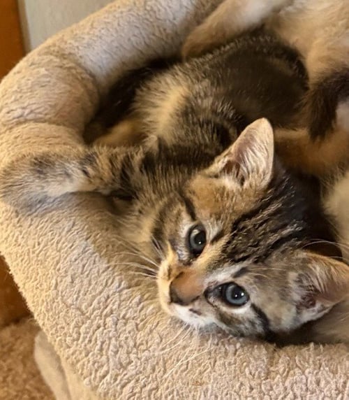 NOVA - Domestic Short Hair available for adoption