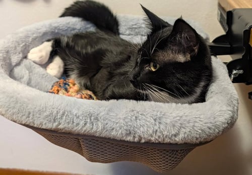 BABY - Domestic Medium Hair available for adoption
