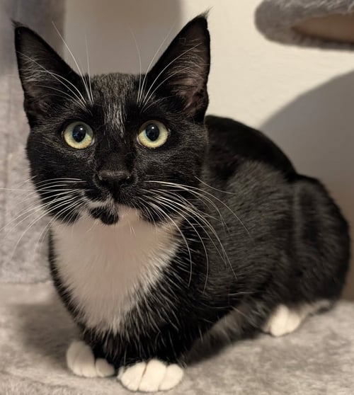 BABY - Domestic Medium Hair available for adoption