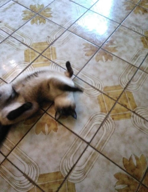 ISABELLA - Siamese available for adoption