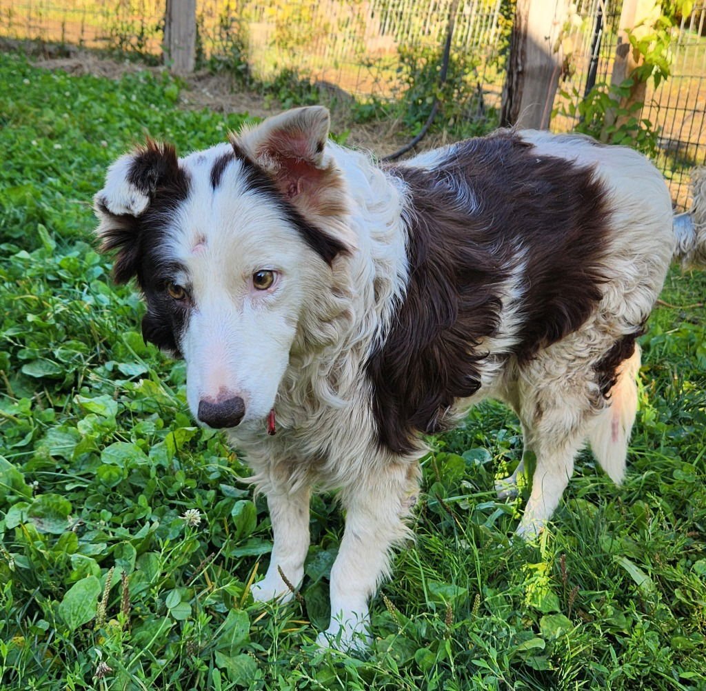 BELLA - Australian Shepherd / Border Collie available for adoption