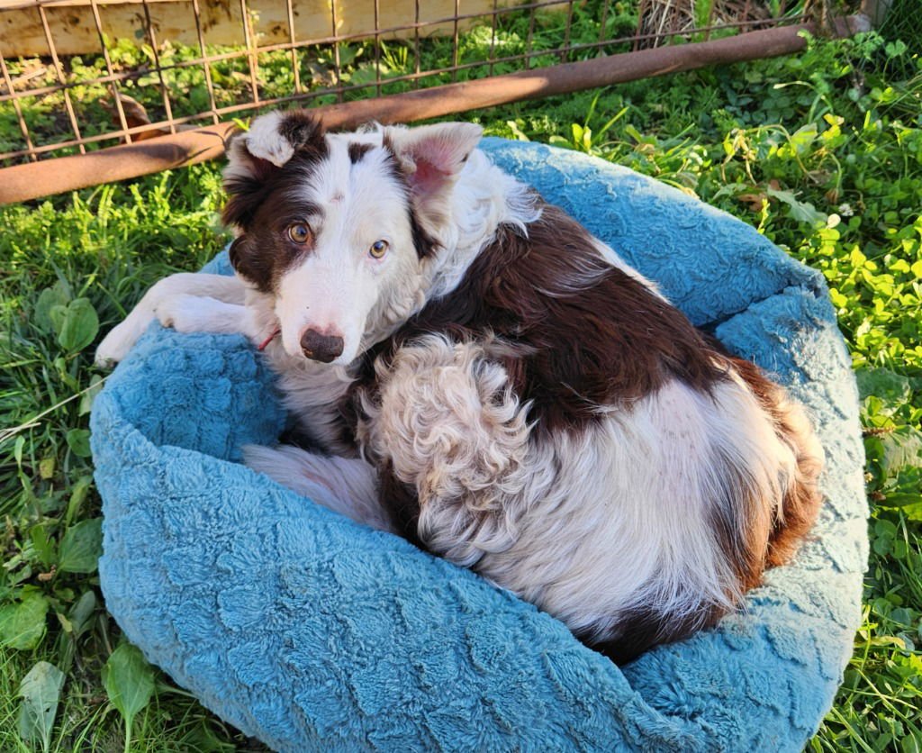 BELLA - Australian Shepherd / Border Collie available for adoption
