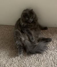 MS- Mr. Gray - Photo 1
