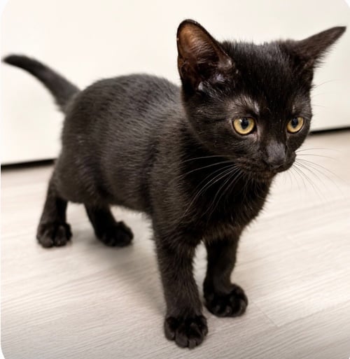 BINX - Domestic Short Hair available for adoption