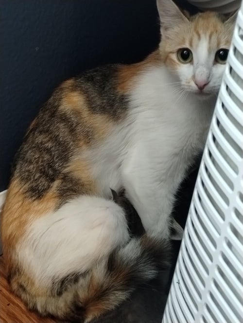FREEDOM (SEMI FERAL BARN CAT) - Domestic Short Hair available for adoption