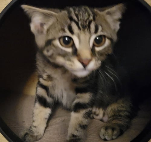 CHARM - Domestic Short Hair available for adoption