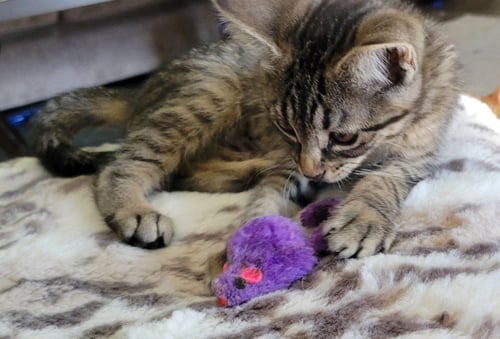 CHARM - Domestic Short Hair available for adoption