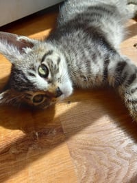 Scout - Photo 3
