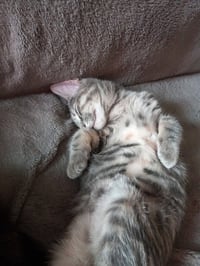 Scout - Photo 1