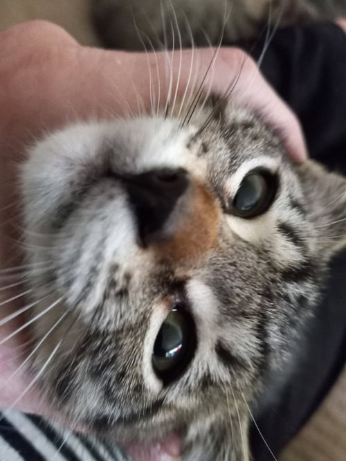 SCOUT - Domestic Short Hair available for adoption