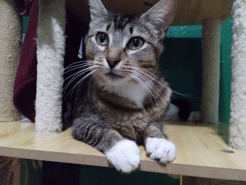 COOKIE - Domestic Short Hair available for adoption