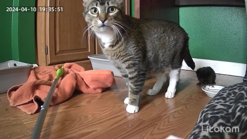 COOKIE - Domestic Short Hair available for adoption