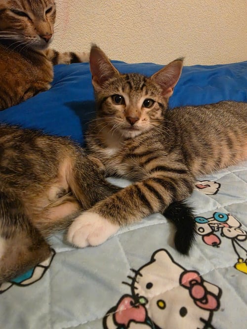 DARYL - Domestic Short Hair available for adoption