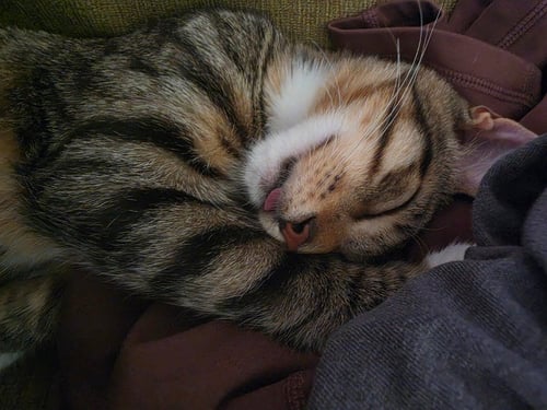 DARYL - Domestic Short Hair available for adoption