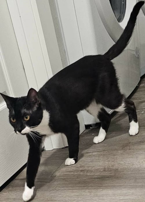 THURSDAY - Domestic Short Hair available for adoption