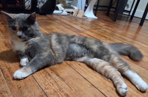 MICHEE - Domestic Medium Hair available for adoption