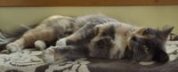 Michee - Photo 4