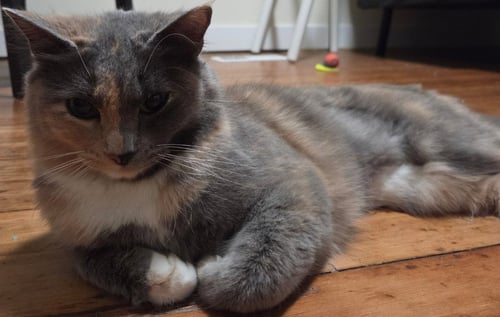 MICHEE - Domestic Medium Hair available for adoption