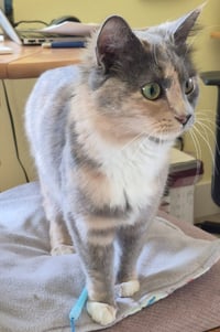 Michee - Photo 3
