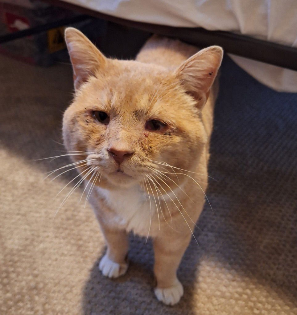 YOWLIE - Domestic Short Hair for adoption in Vancouver
