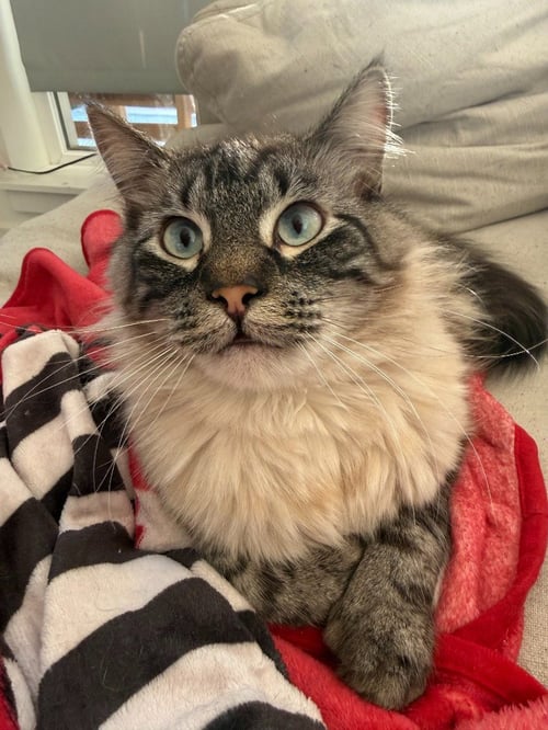 FRANKIE