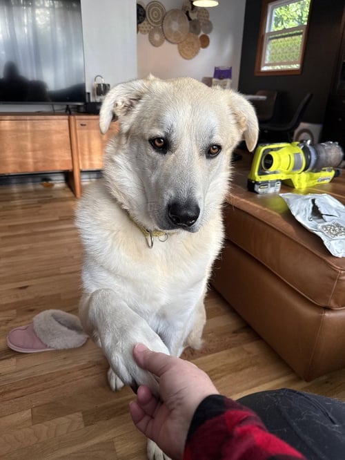 MR. BANKS - Great Pyrenees / Labrador Retriever for adoption in Vancouver