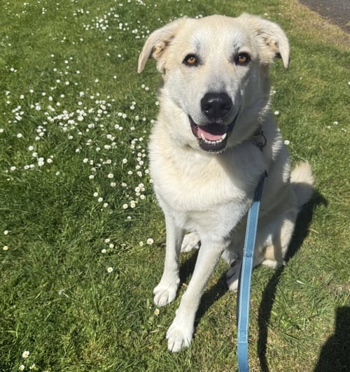 MR. BANKS - Great Pyrenees / Labrador Retriever available for adoption