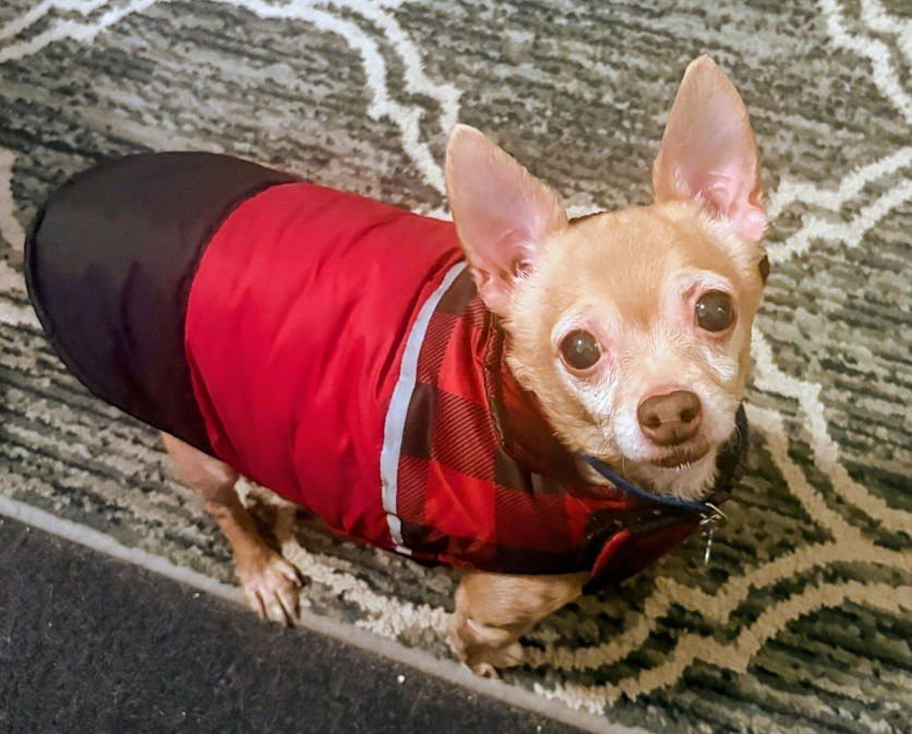 MOOSE - Chihuahua for adoption in Beaverton