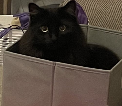 VERGIE - Domestic Long Hair available for adoption