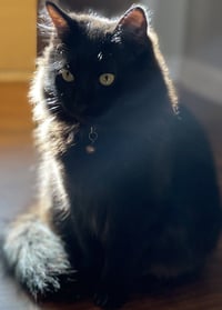 Vergie - Photo 3