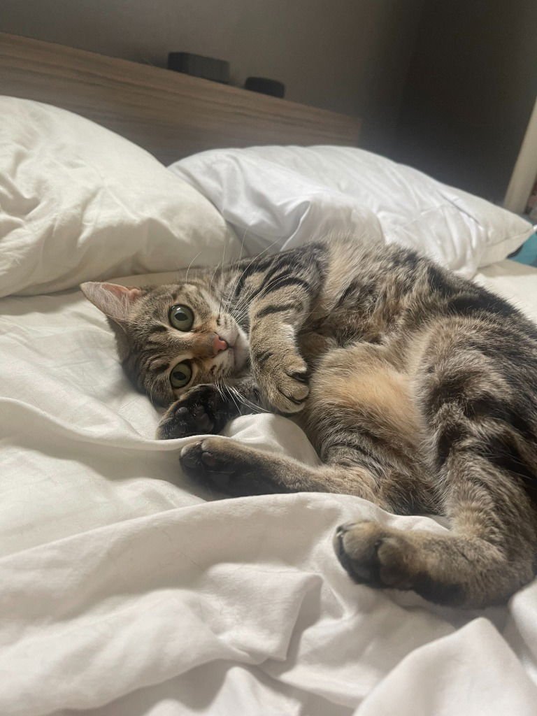 RAIN - Domestic Short Hair for adoption in Vancouver