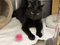 Salem - Photo 3