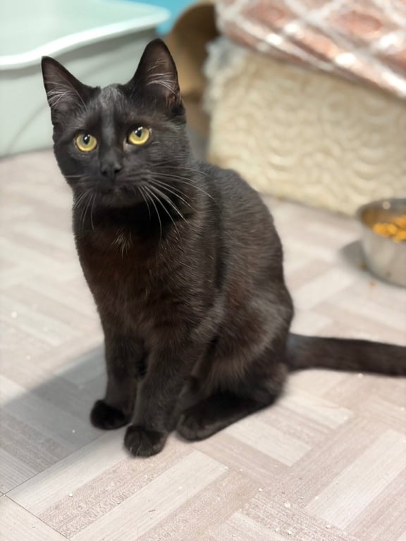 Salem Image