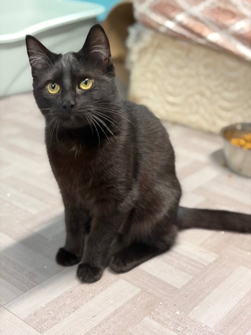 SALEM - Domestic Short Hair for adoption in Vancouver
