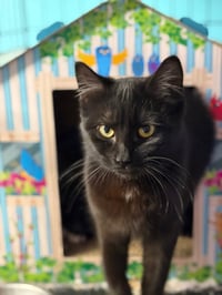 Salem - Photo 2