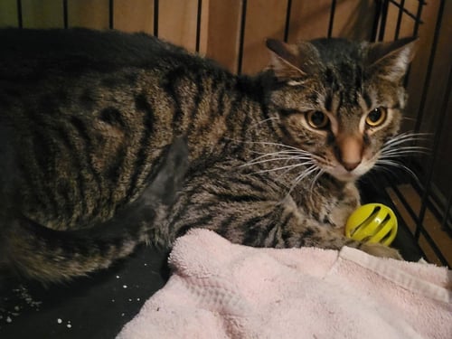SPOTZ - Domestic Short Hair for adoption in Vancouver